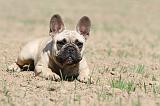BOULEDOGUE FRANCAIS 348